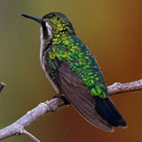 Blue Tailed Emerald Hummingbird Bonaire