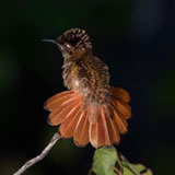 Ruby Tobaz Hummingbird