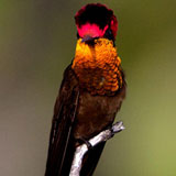 Ruby Tobaz Hummingbird Bonaire