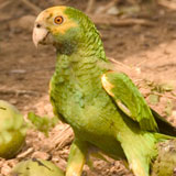 Yellow Shouldered Amazon Parrot Bonaire